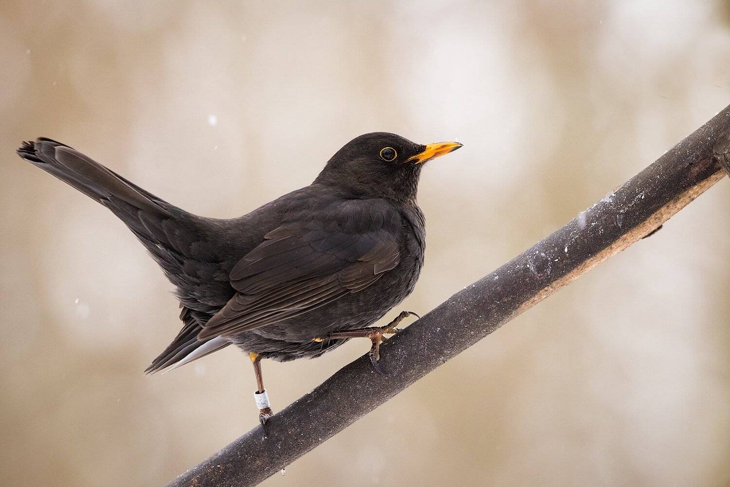 , Robert Adamec