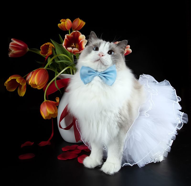 котонатюрморт, cat, cats, кот, кошка,домашние любицы,  американский короткошерстный кот, american shorthair cat, рыжик, ginger, рэгдолл Happy Valentine\'s Day! фото превью