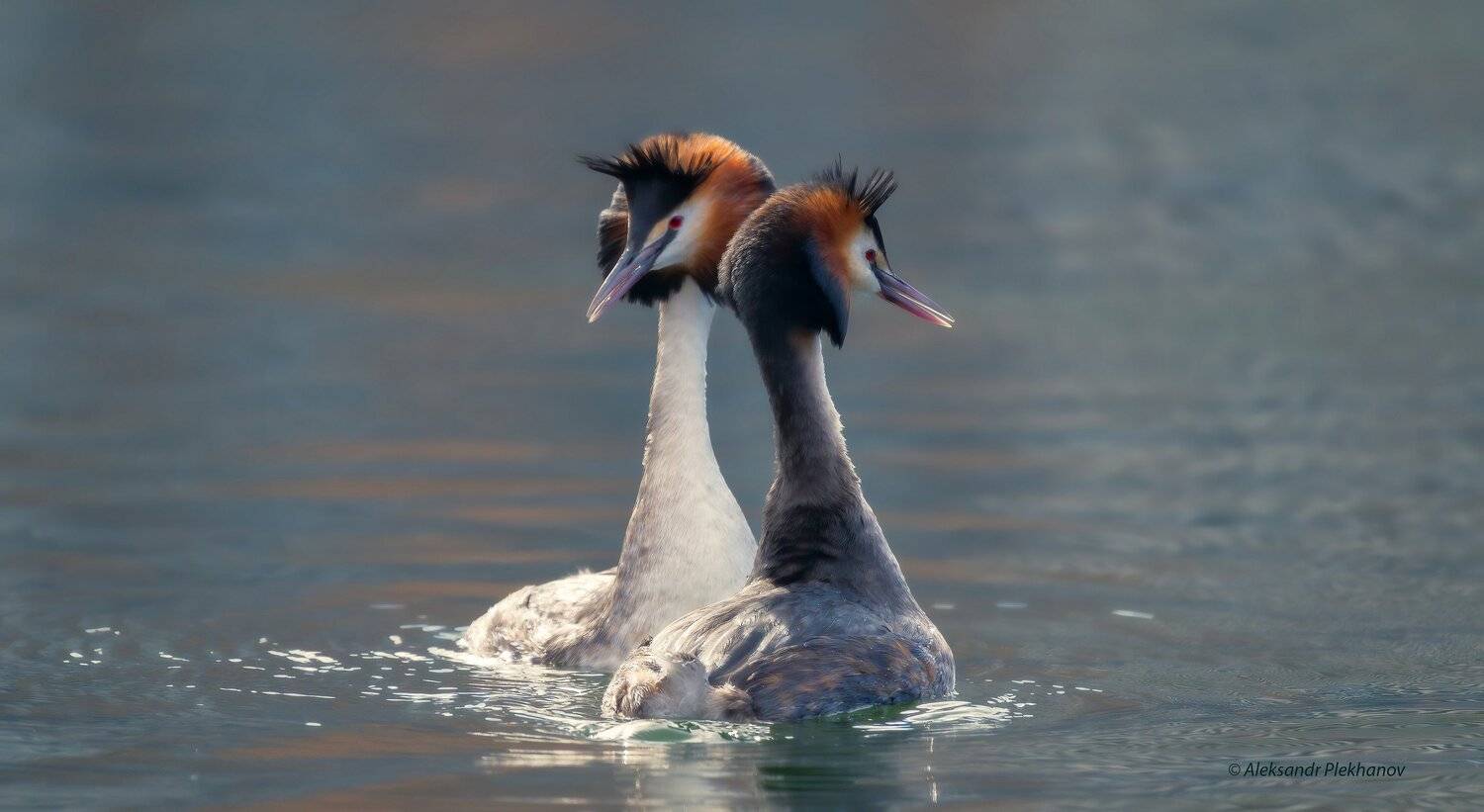 , Alexander Plekhanov