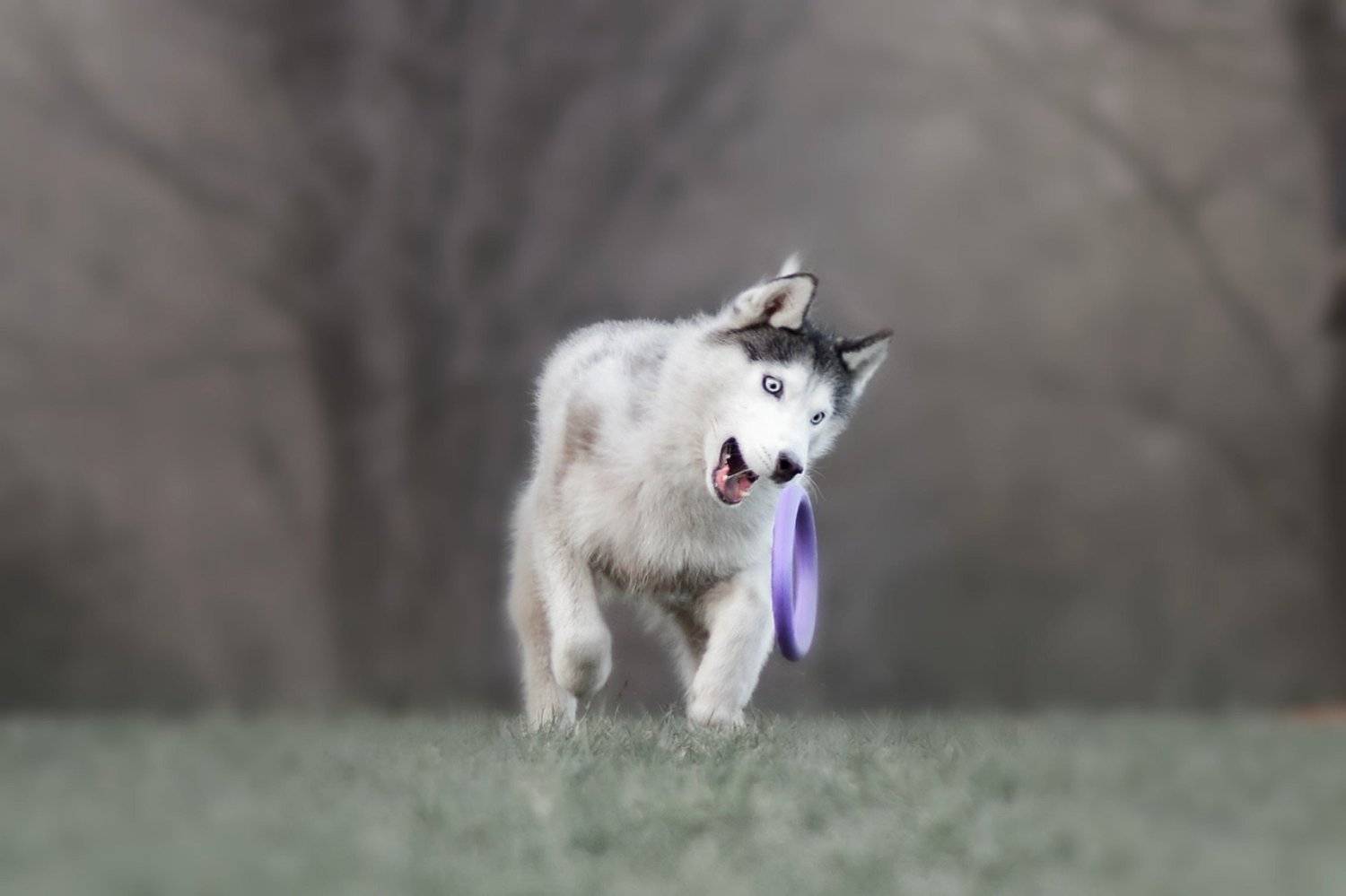 , Мария Яропольская