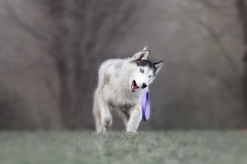 Игрульки фото превью