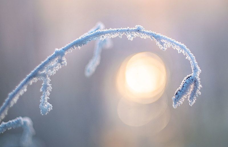 Февральские завитки фото превью