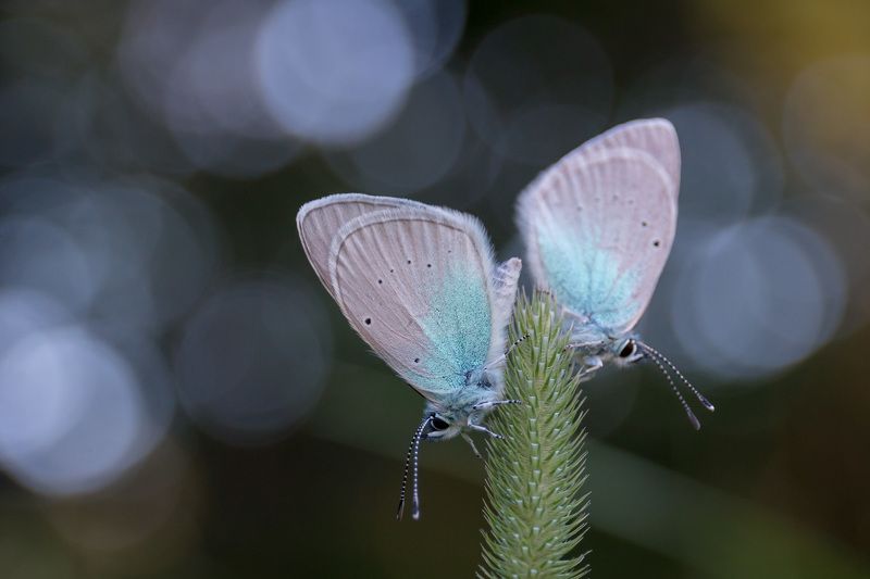 wildlife, insects,butterfly, насекомые, бабочка, mazarine blue, голубянка Голубянка бобовая (Mazarine blue) фото превью