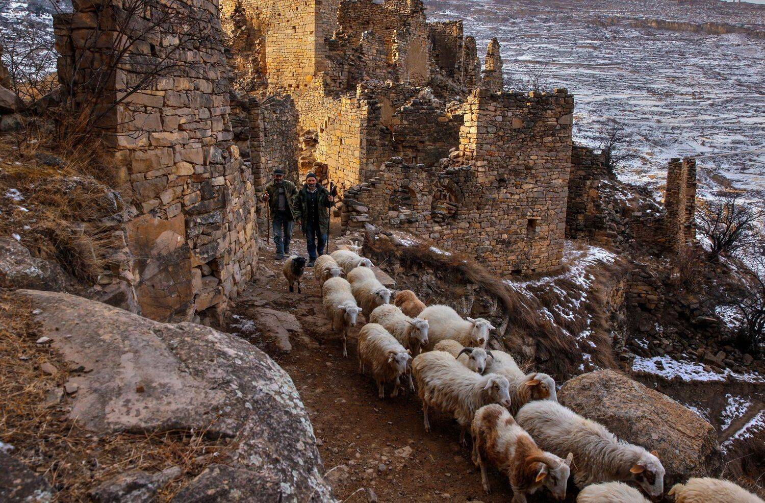 овцы,пастух,развалини,горы,вершины,пейзаж,небо,деревья,дагестан,природа, Marat Magov