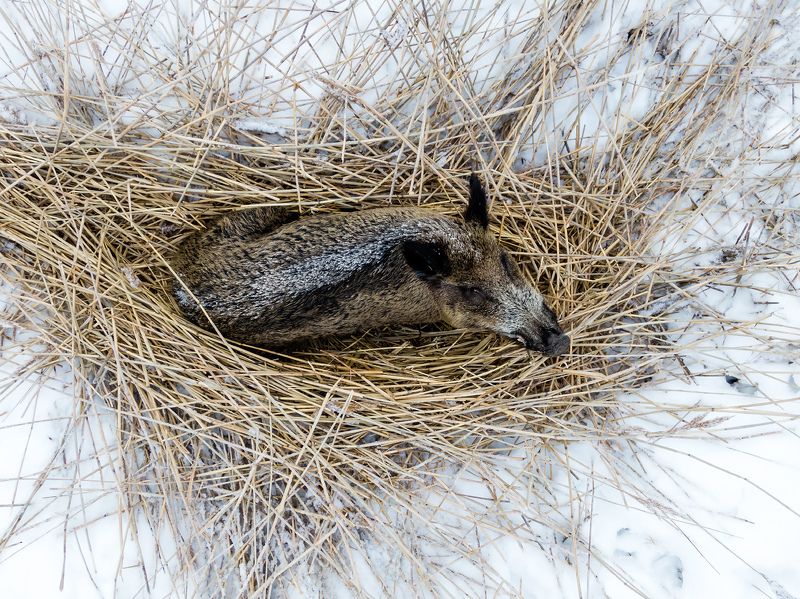 фото превью