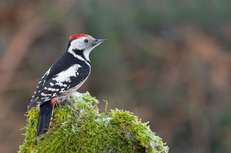 Średniak фото превью