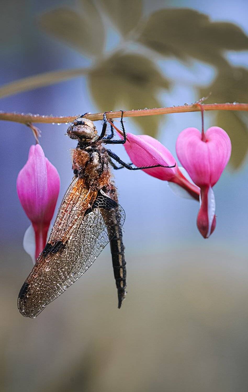 природа, макро, насекомое, стрекоза, цветок, дицентра, Неля Рачкова