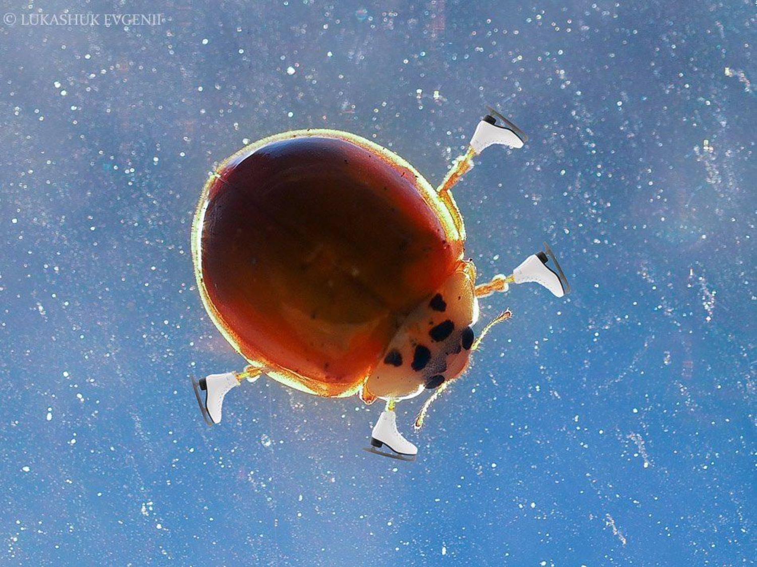 , Евгений Лукашук