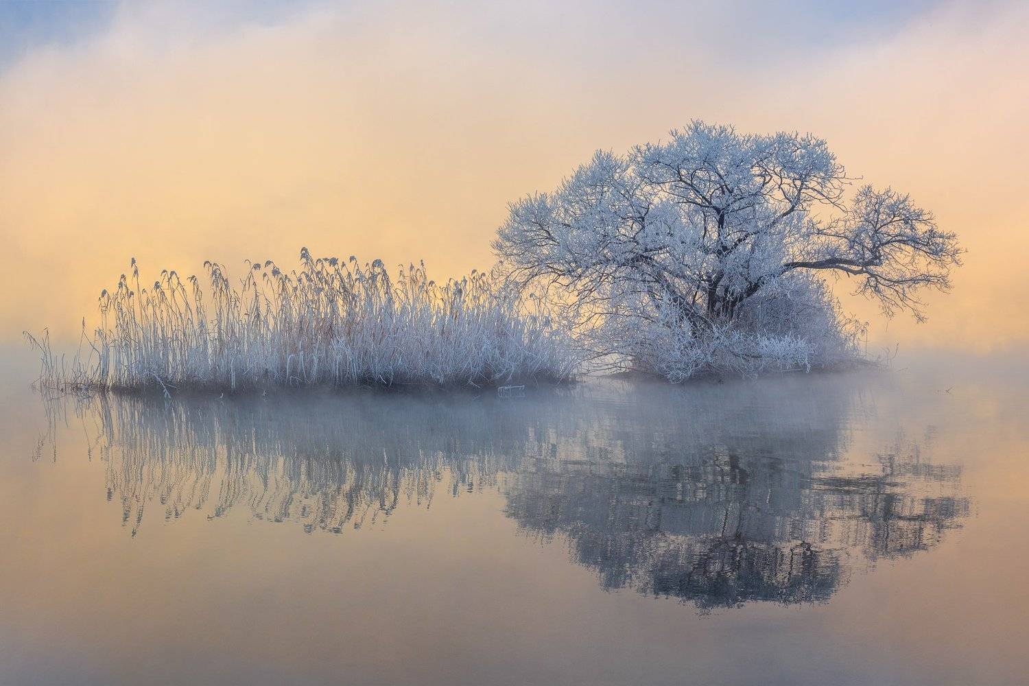 winter, snow, tree, Jaeyoun Ryu