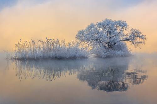 Ice tree ll