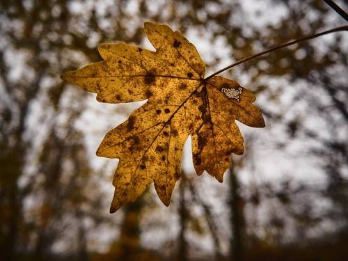 К сокровищам бронзовой осени.