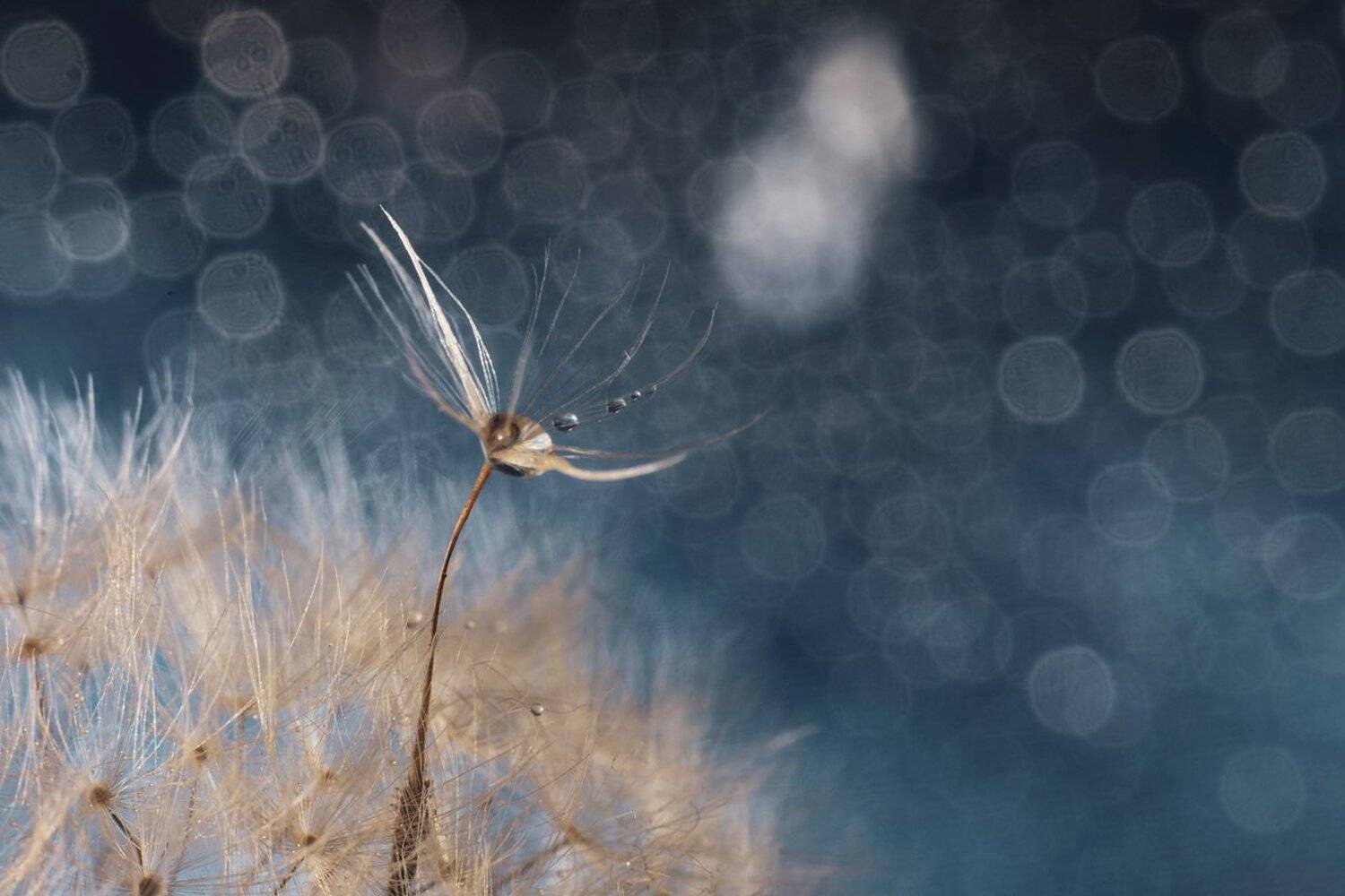 dandelion,close-up,outdoors,nature,freshness,dandelion,selective focus,colored background,blue background,no people,flower,drop,water,bokeh,art,helios, Игорь Копцев