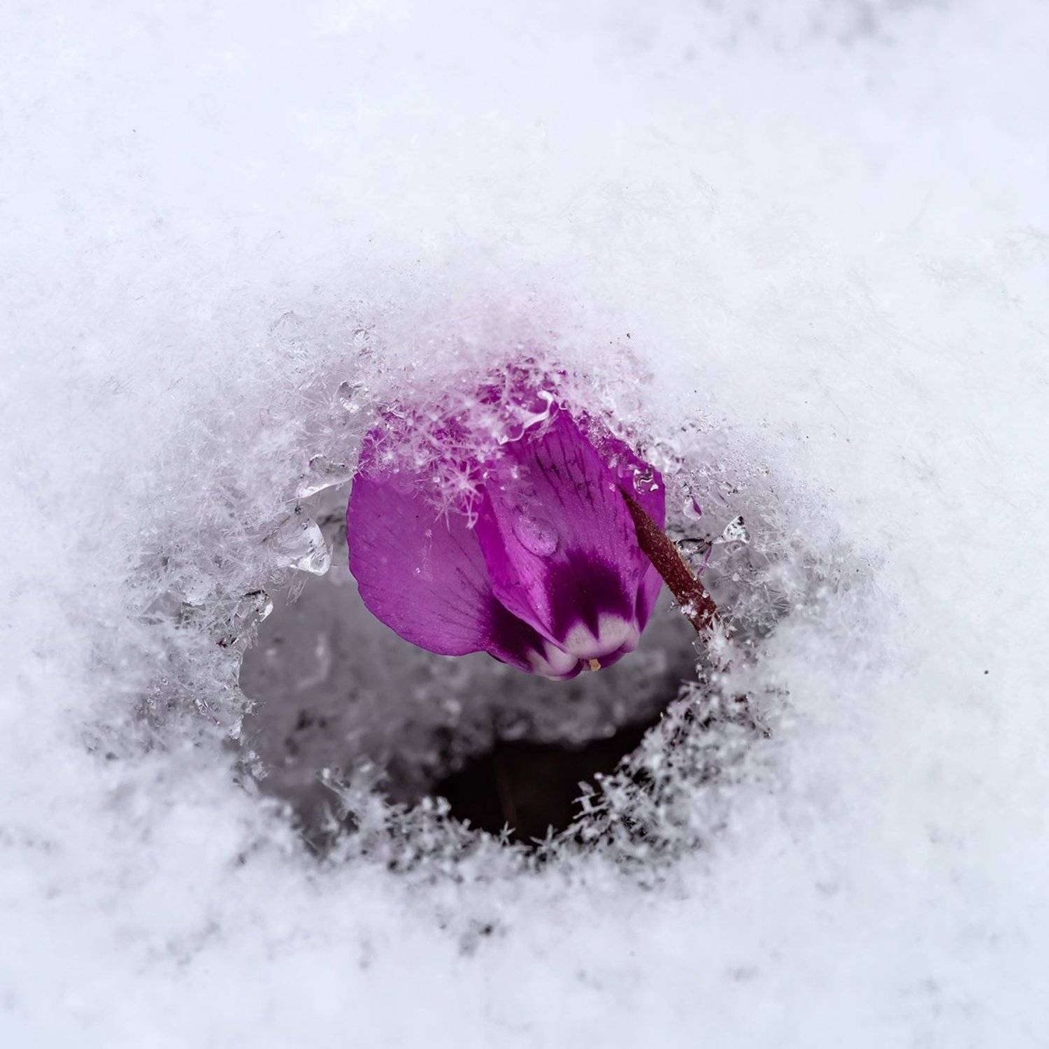 , Александр Земляной