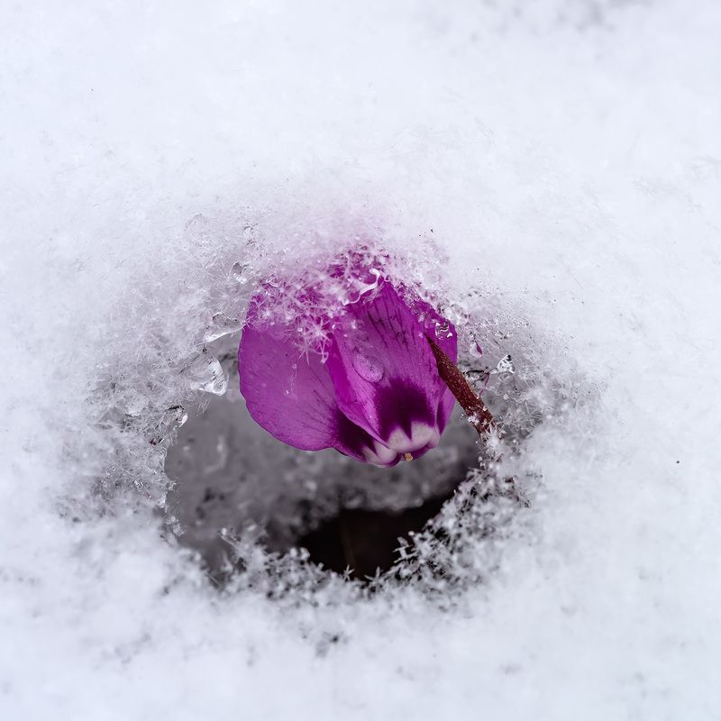 Проталинка... фото превью