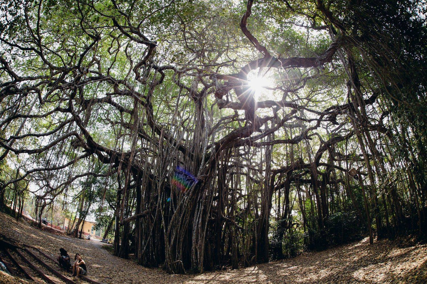 landscape, temple, india, architecture, tree, Svetlana Magdalasova