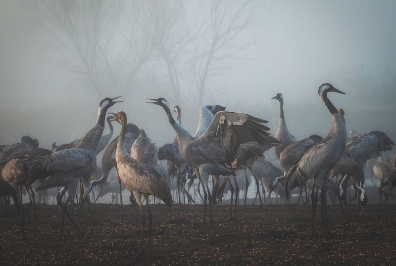 Quarrel фото превью