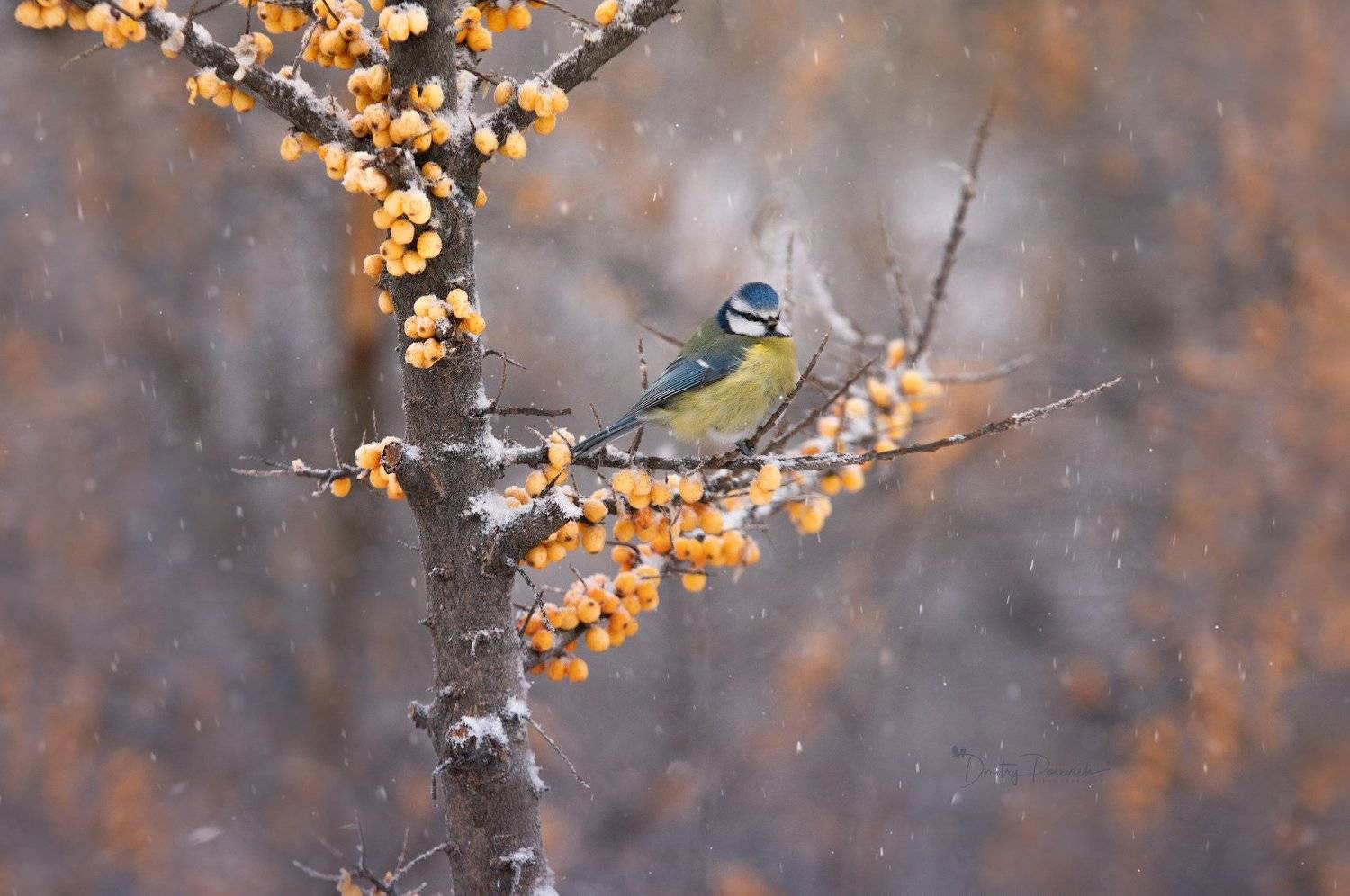 природа, лес, поля, огороды, животные, птицы, макро, Дмитрий Посевич