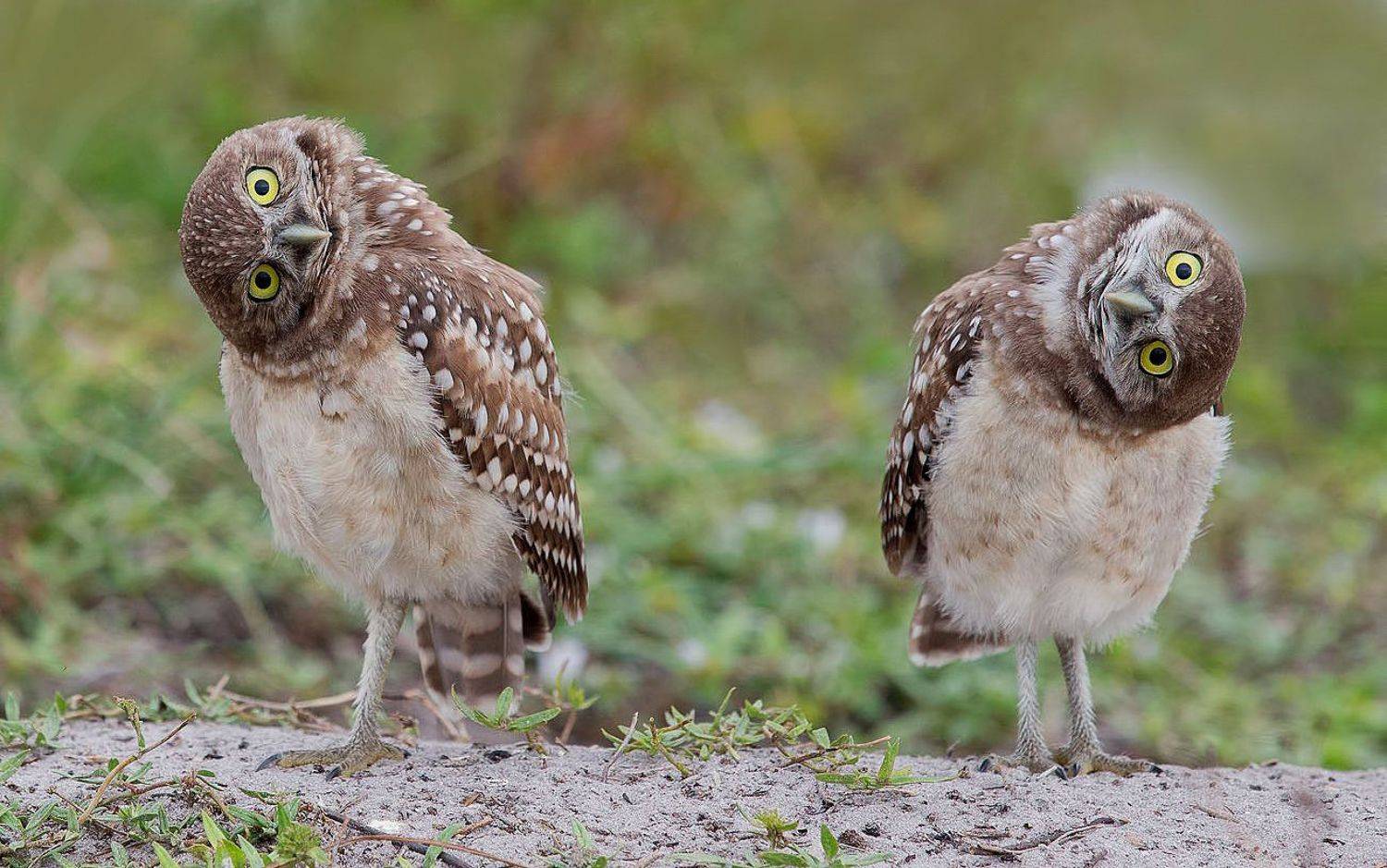 кроличий сыч, florida,burrowing owl, owl, флорида,сыч, Elizabeth Etkind