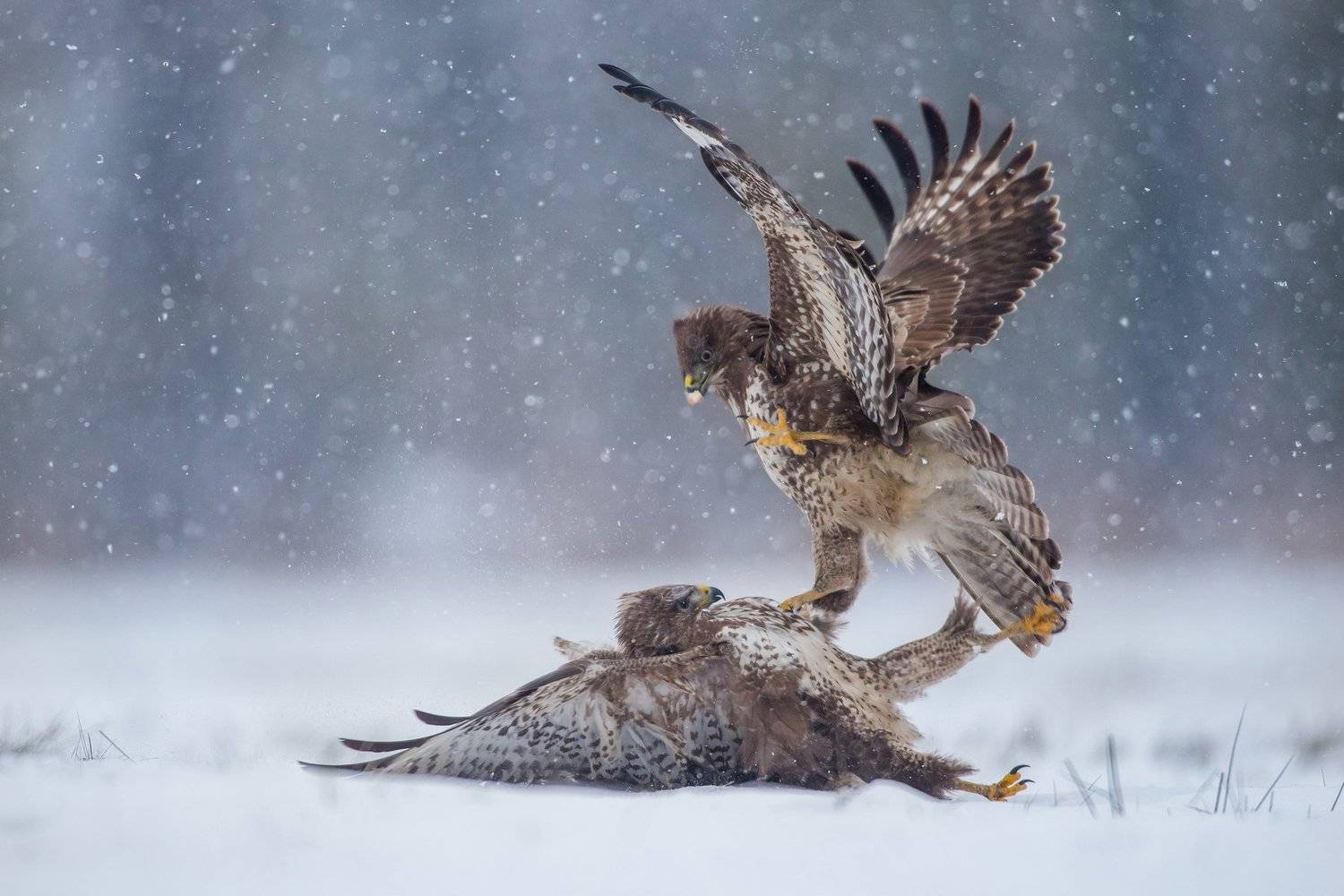 buteo buteo wild animals bird, Lukasz Dobkowski