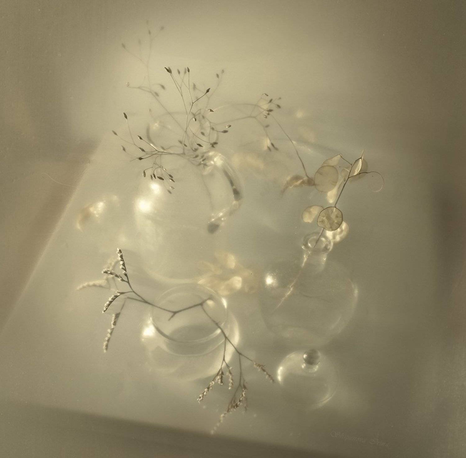 , Шипунова Ирина