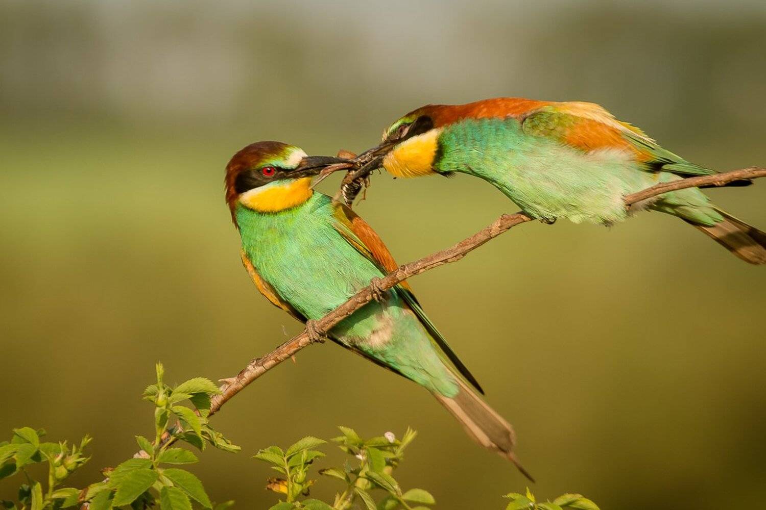 золотистая щурка, птицы, лето, birds, wildlife, bee-eater, Алексей Юденков