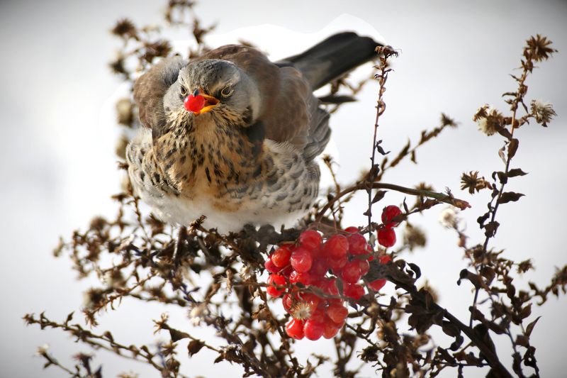 птицы, дрозд рябинник, клюв, калина, ягоды, Дрозд рябинник на обеде. фото превью
