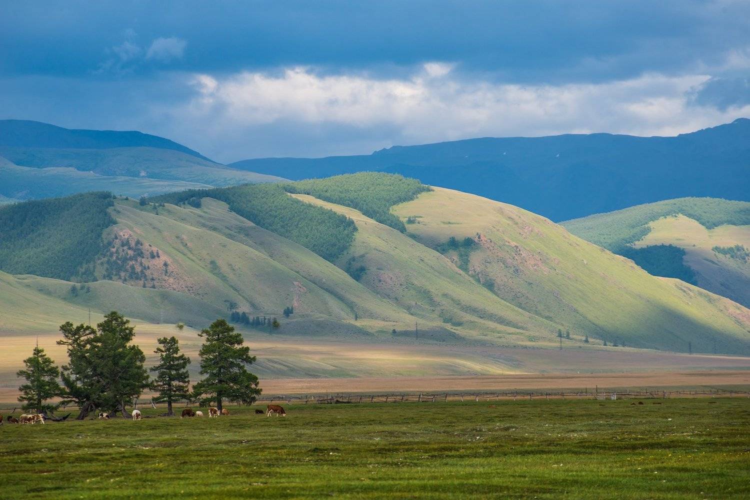 Алтай Курайская  Курай, Кутыгин Эдуард