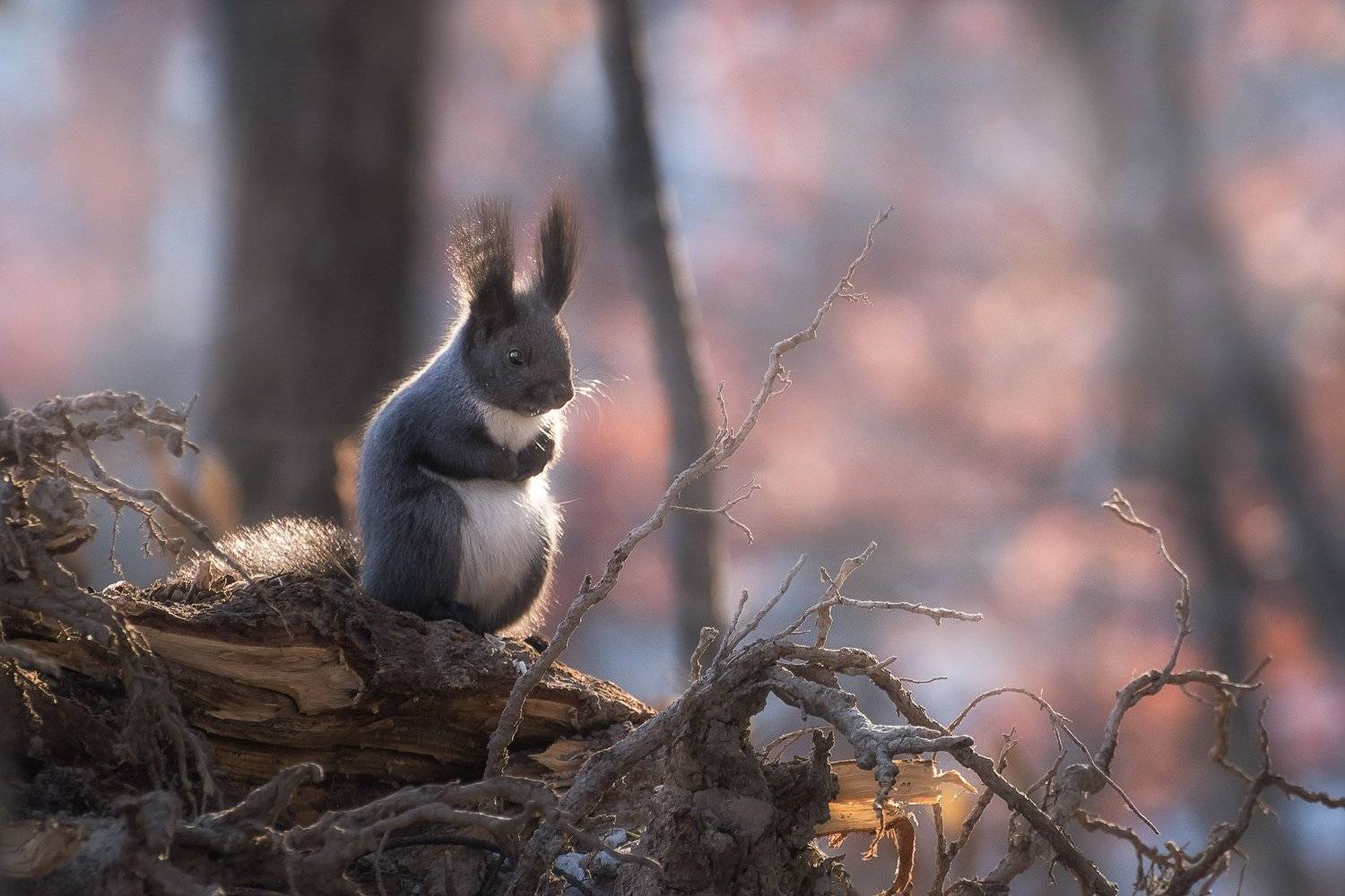 , Шинкарева Елена