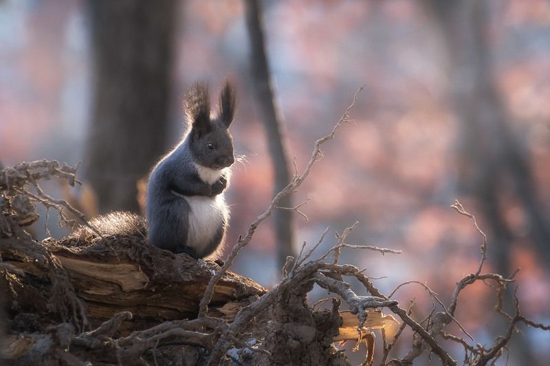 Ожидание фото превью