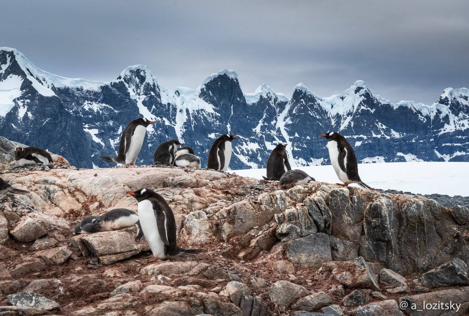 , Александр Лозицкий