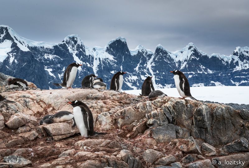*** фото превью
