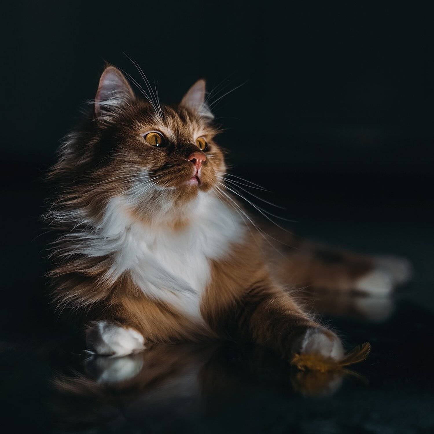 , MVO (Марк Орлов)