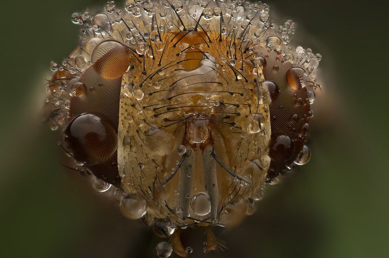 макро, насекомые, муха, капли, природа макропортрет мухи фото превью