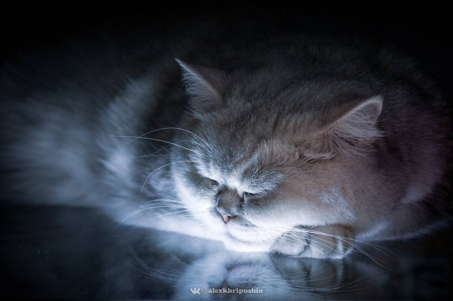 Cat, Александр Хрипушин