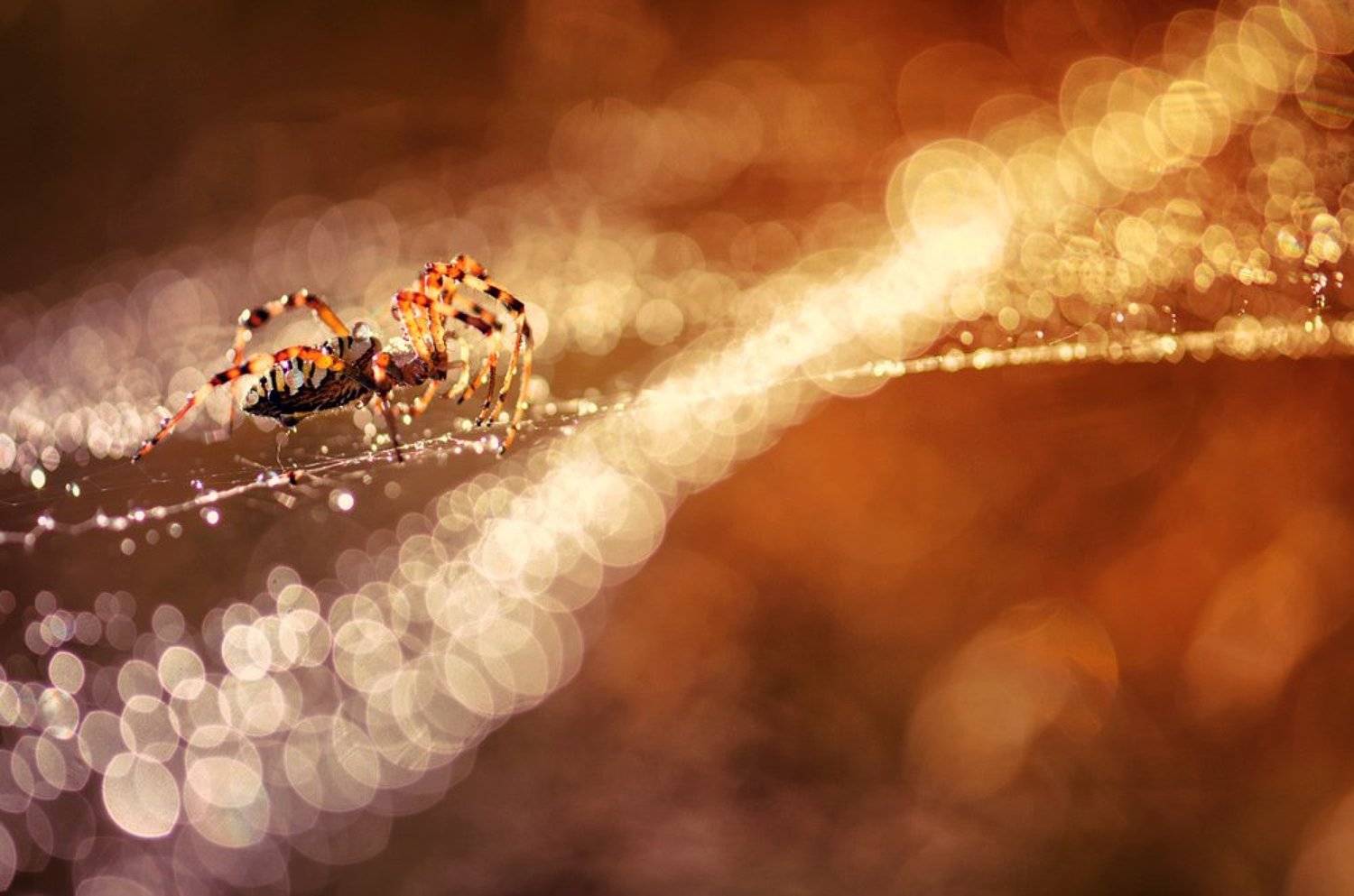 Бисер, Закат, Паук, Татьяна Аверина