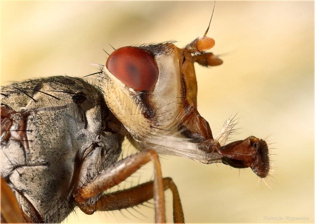 Губки, Муха, Надежда Муравьёва