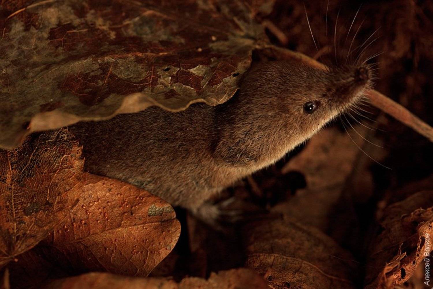 , Алексей Волков