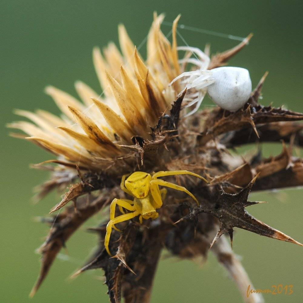 , Игорь ФУММ