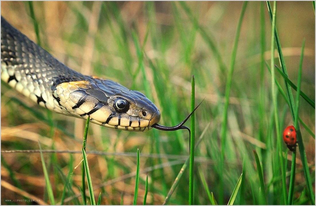 , Kantsyrenko Sergey