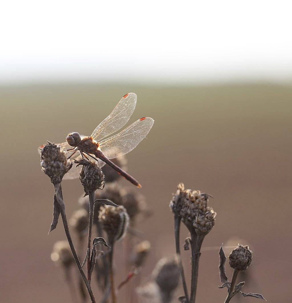 , Сергей Таланов