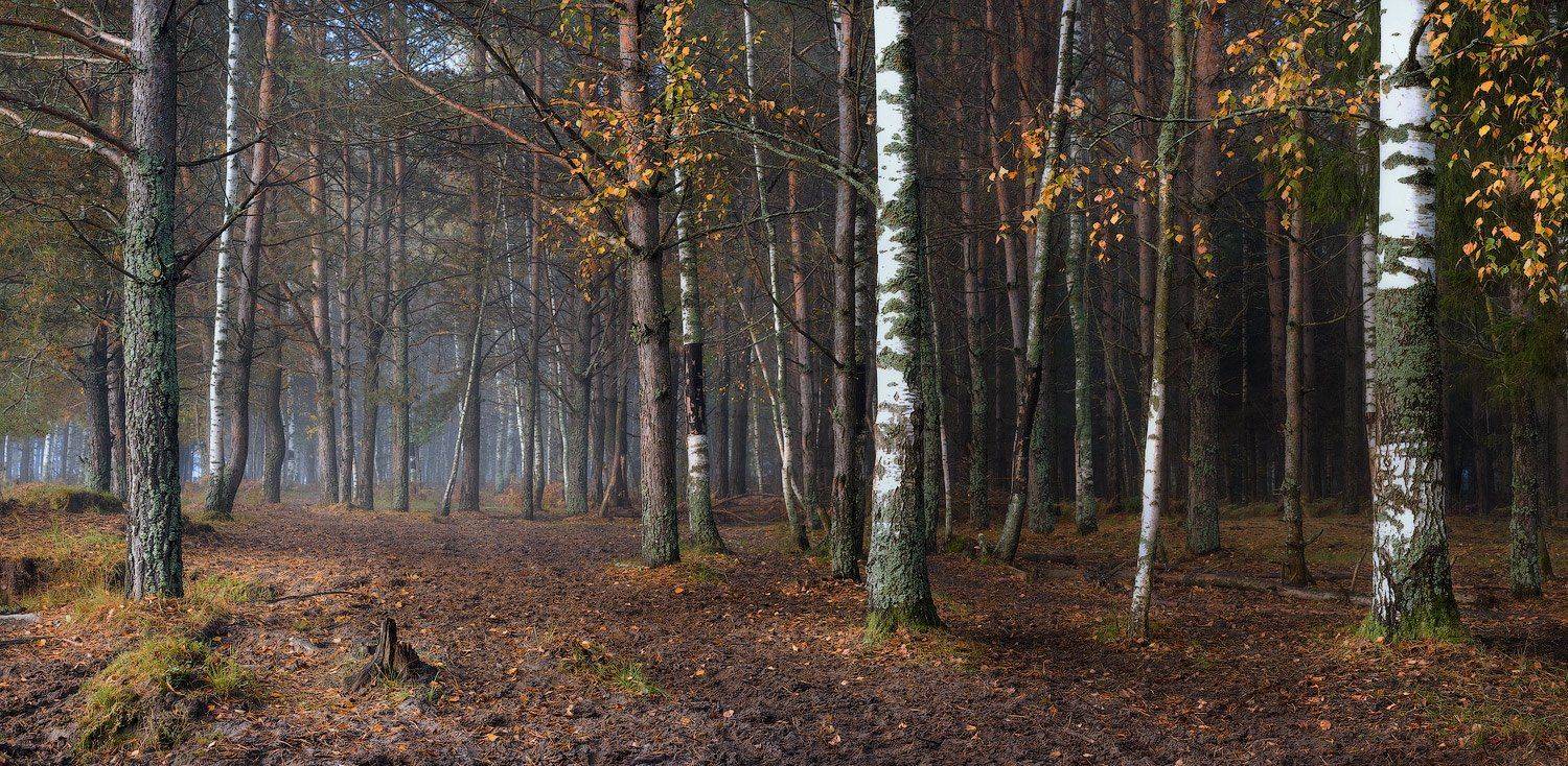 , Дмитрий Алексеев