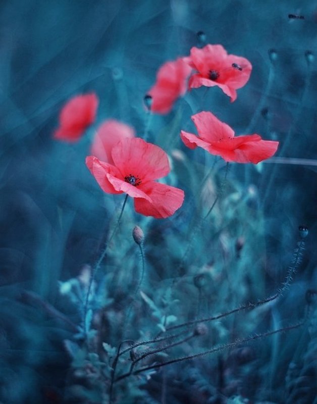 . фото превью