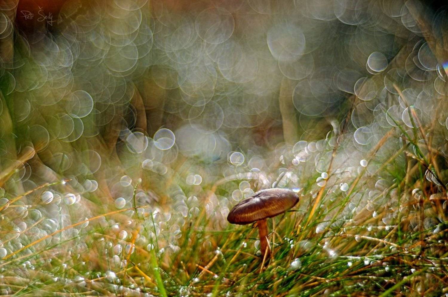 , Petr &Scaron;ed&yacute;