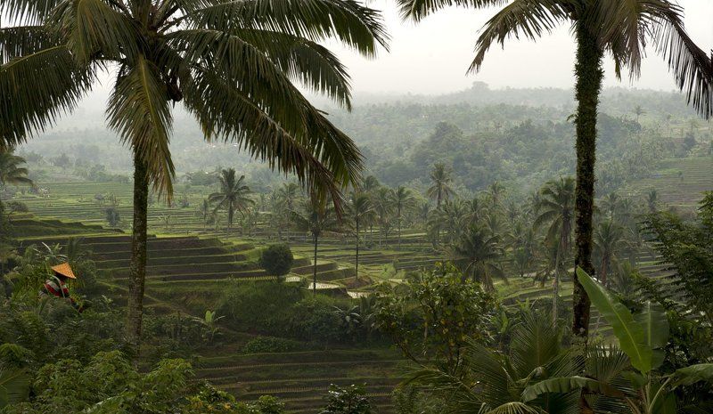 по рисовым полям... фото превью