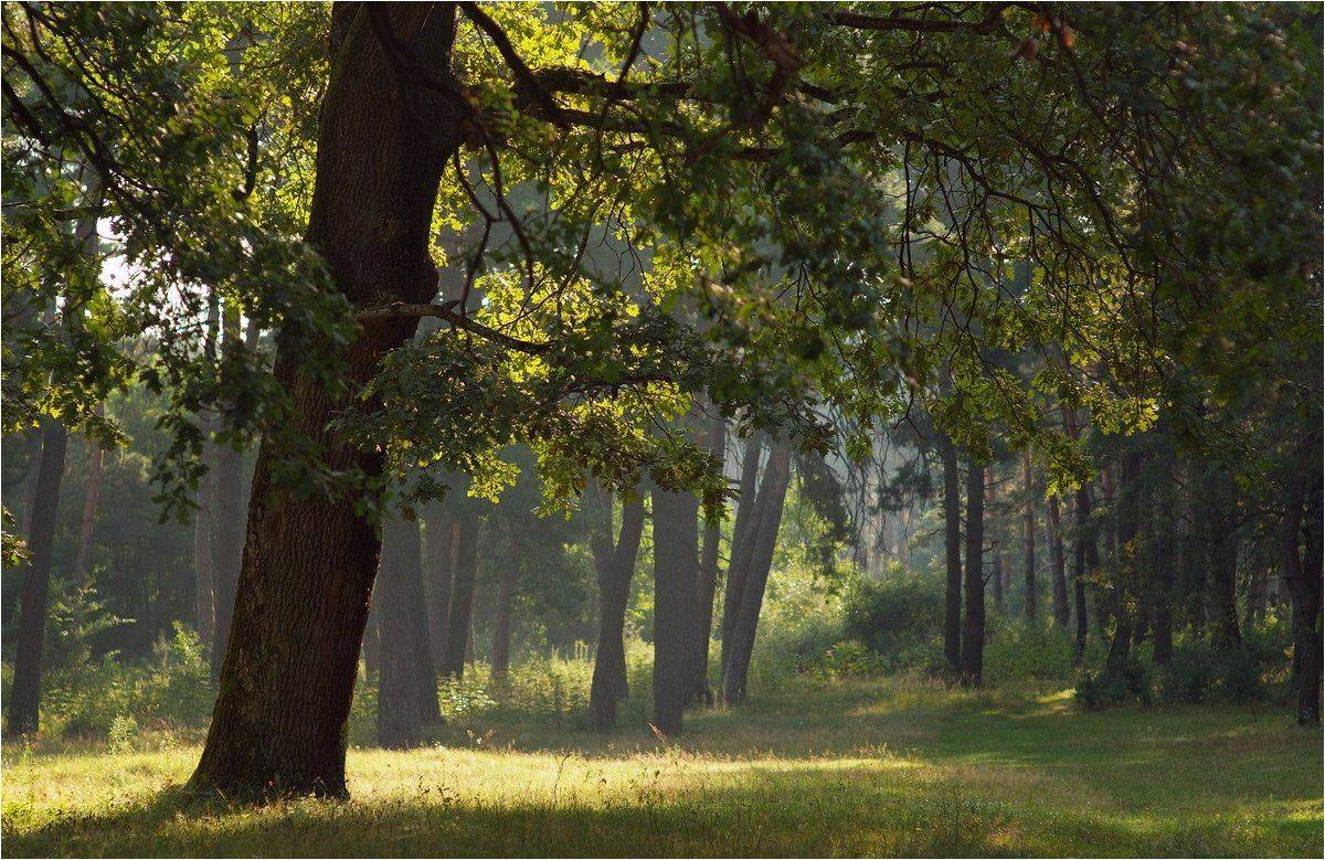 , Николай Шахманцир