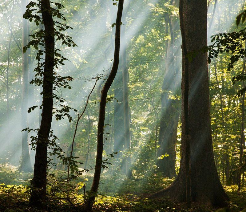 Forest fog forest фото превью
