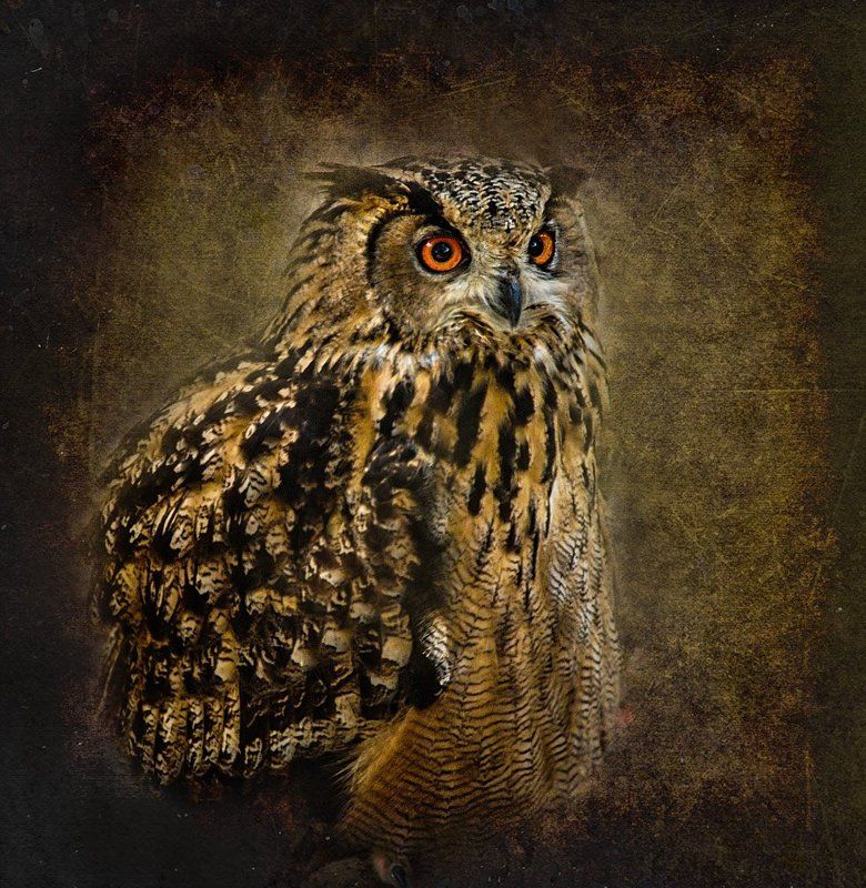 Филин фото превью