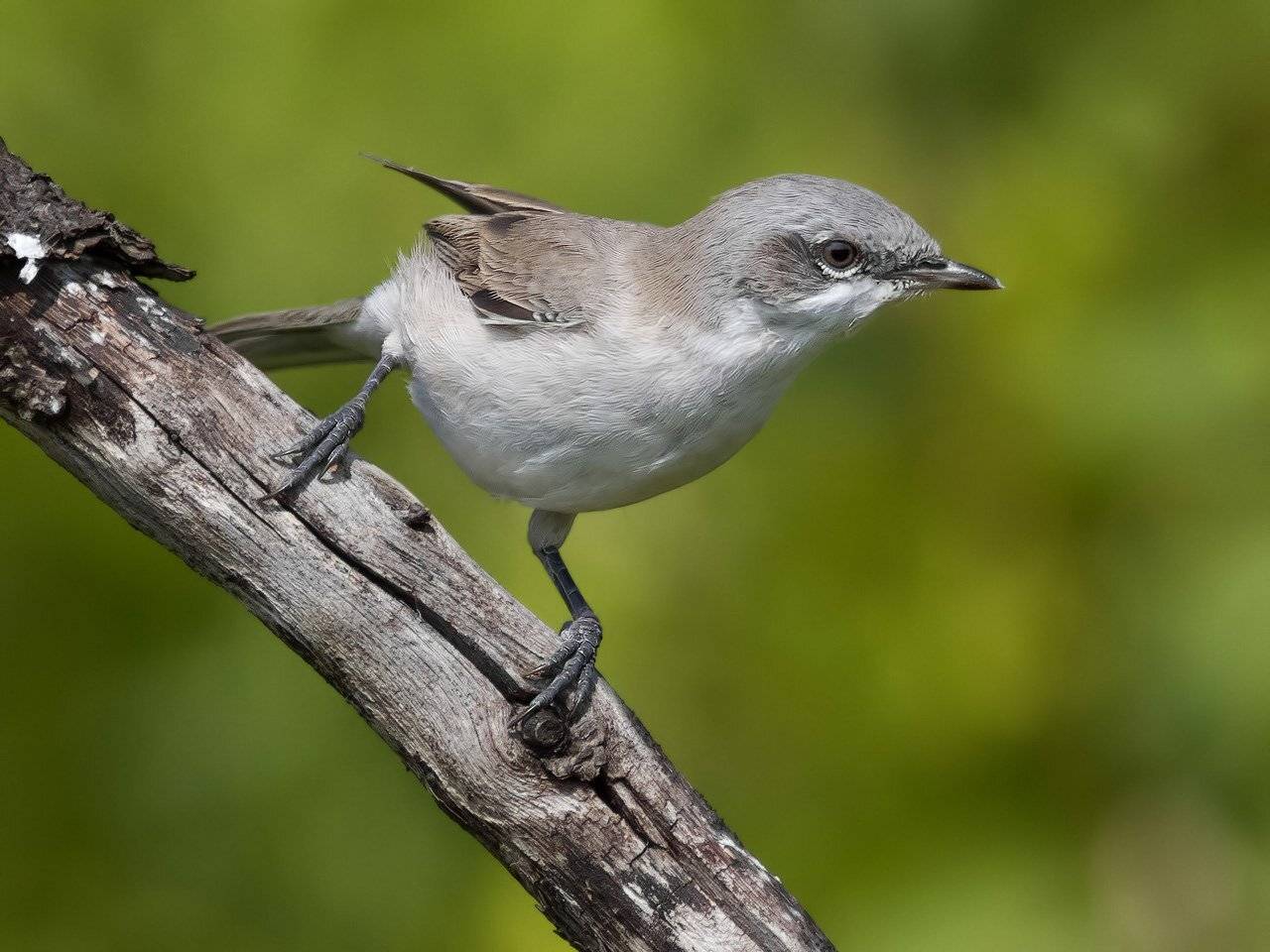славка-мельничек, Ляпустин Юра