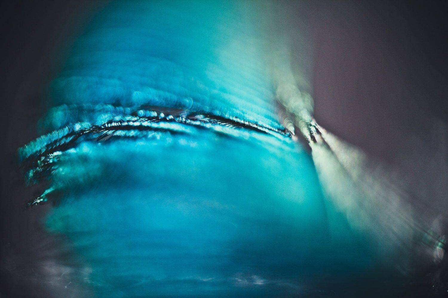 голубой, макро, перо, синий, Анастасия