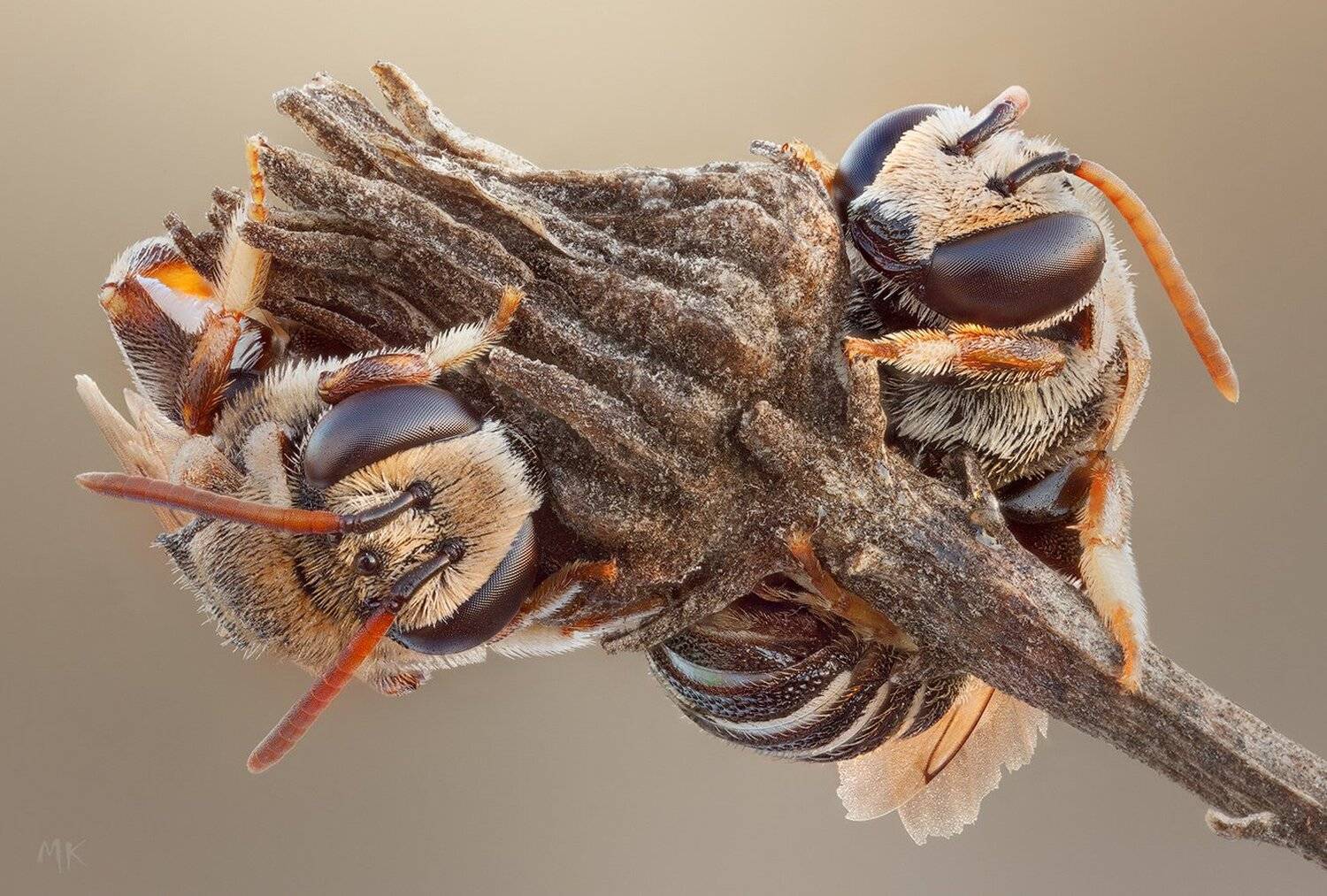 пчела, pseudapis, Miron Karlinsky